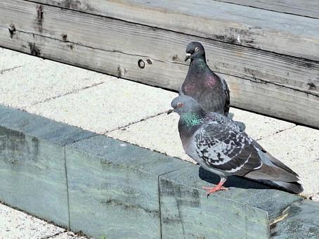 2羽の鳩と石の階段 2羽の鳩と石の階段 鳩,階段,鳥類の写真素材