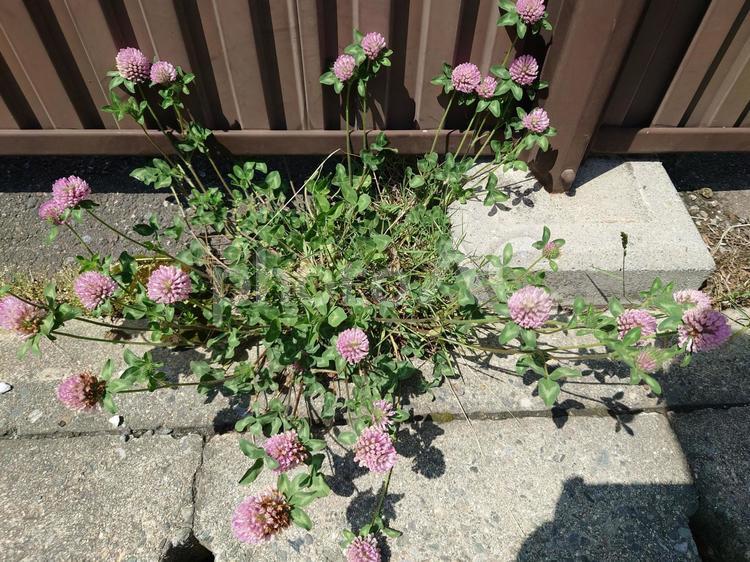 道端の花（アカツメクサ） 道端,花,アカツメクサの写真素材