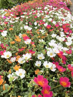 カラフルなポーチュラカの賑やかな花々 花,夏,植物の写真素材