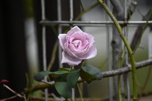 薔薇のブルームーンが咲いています ブルームーン,青いバラ,栽培の写真素材