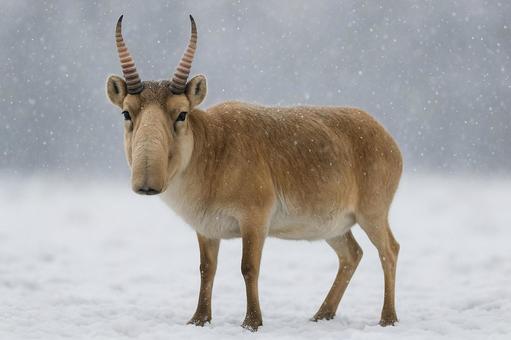 雪原に佇むサイガ、特徴的な鼻を持つ動物 雪原に佇むサイガ、特徴的な鼻を持つ動物の写真
