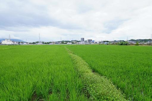 田んぼの畦道 田んぼの畦道 稲,風景,景色の写真素材