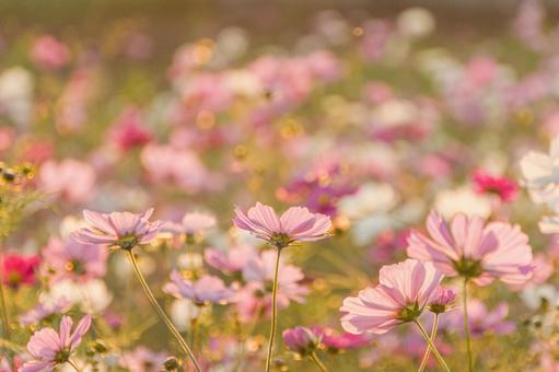 鹿室のコスモス畑 10月,秋,ピンクの写真素材