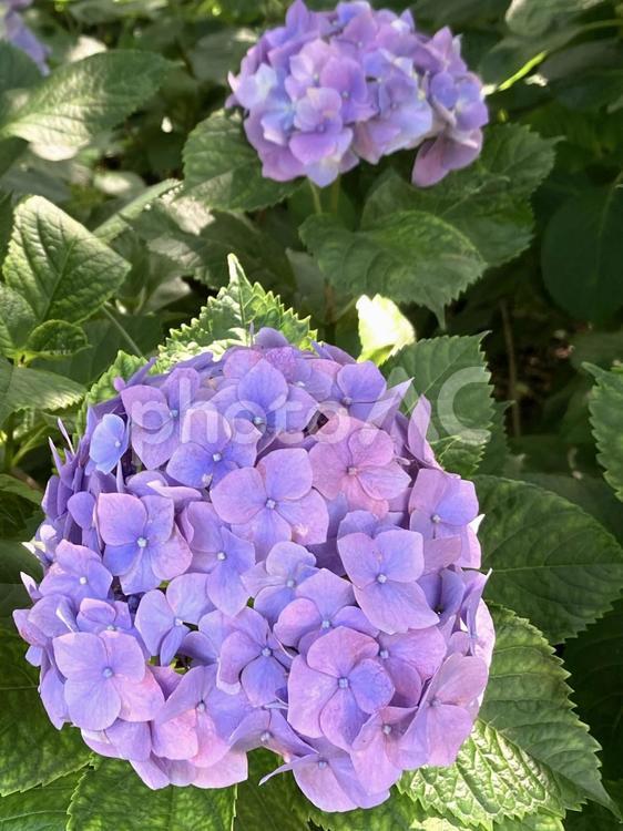 アジサイ　薄紫色　梅雨 あじさい,紫陽花,紫色の写真素材