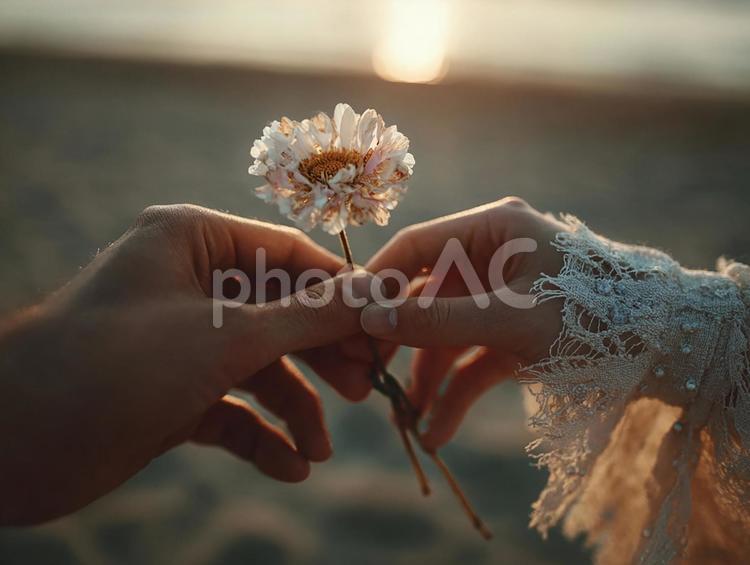 優しさが伝わる、花束を受け取る瞬間 手,花束,デイジーの写真素材