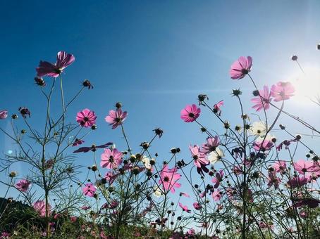 晴天の空とコスモス 晴天の空とコスモス コスモス,秋桜,晴天の写真素材