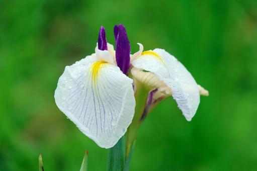 Iris Flowers 25-20, JPG