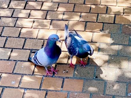 ハト ハトの写真