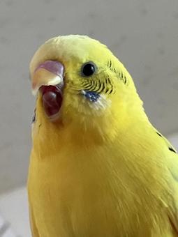 セキセイインコのあくび セキセイインコ,黄色,顔の写真素材