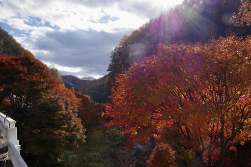 光秋 光秋の写真