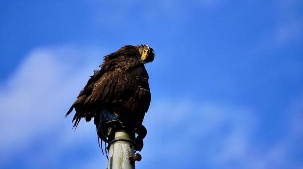 沖縄県西表島のカンムリワシ カンムリワシ,鷲,鳥の写真素材