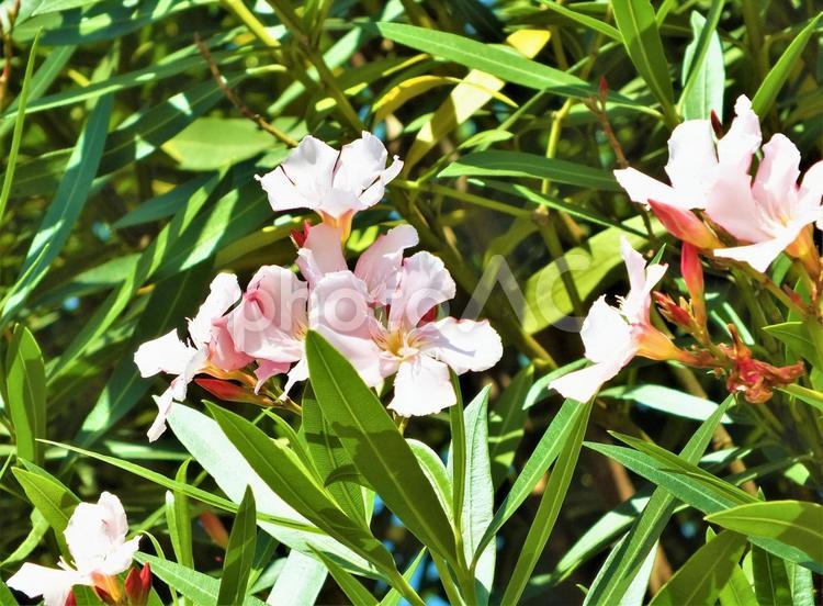 美しい花が咲く秋の風景 キョウチクトウ,夾竹桃,ピンクの花の写真素材