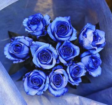 青バラ10 薔薇,バラ,青バラの写真素材