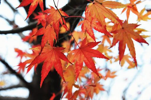 紅葉するもみじ 紅葉,植物,枝の写真素材