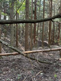 倒木 倒木 倒木,秋,茶色の写真素材