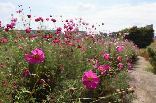 わくわく田島緑地のコスモスの写真