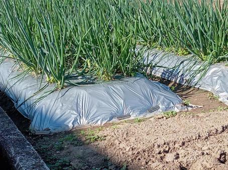 ネギ畑 ネギ畑,畑,葱の写真素材