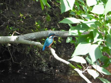 A kingfisher on a branch in the morning sun, JPG A kingfisher on a branch in the morning sun, JPG