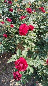 赤いバラ バラ,薔薇,ローズの写真素材