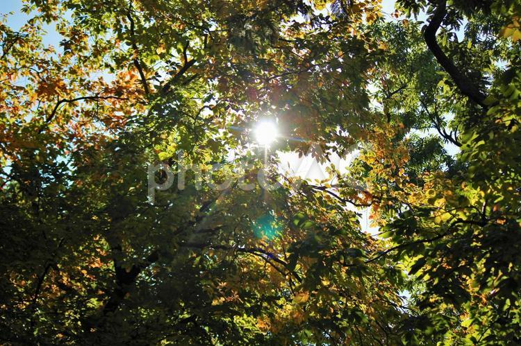 綺麗な木漏れ日 木漏れ日,木陰,森の写真素材