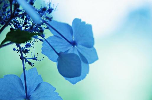 紫陽花 紫陽花の写真