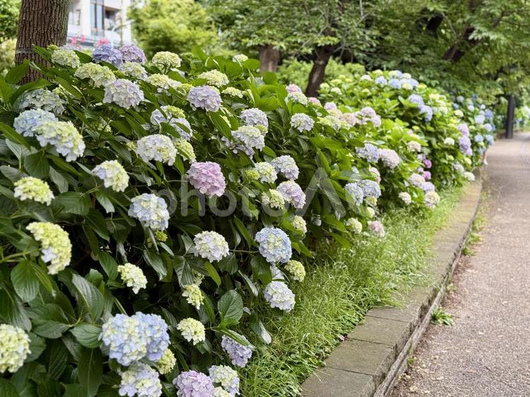 6月上旬の不忍池　植え込みのアジサイ アジサイ,紫陽花,不忍池の写真素材