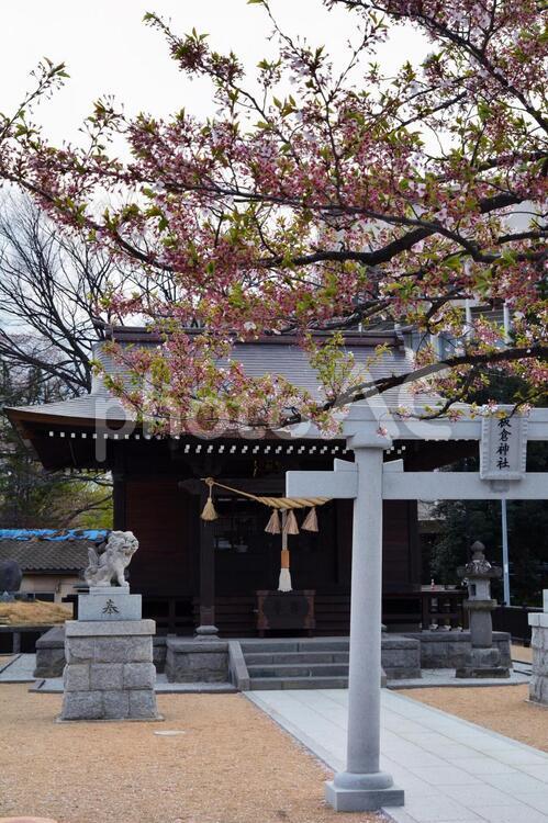 神社 - No: 119992｜写真素材なら「写真AC」無料（フリー）ダウンロードOK