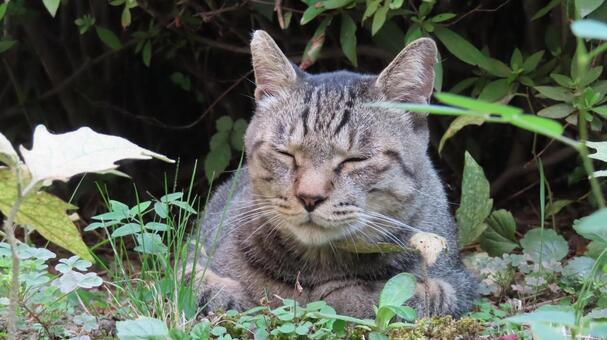 香箱座りでうとうとするあざと可愛い眠り猫 猫,キジトラ,香箱座りの写真素材