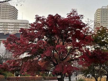 紅葉 紅葉の写真