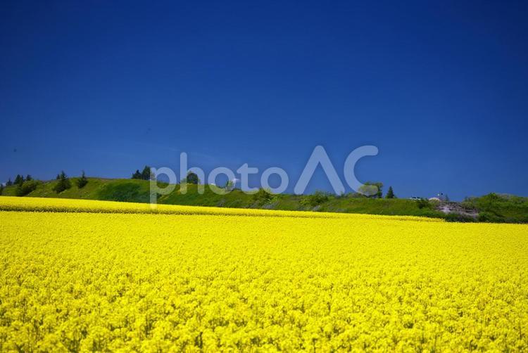 黄色いじゅうたんの菜の花畑 菜の花畑,観光地,コピースペースの写真素材