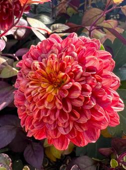 ダリア ダリア ダリア,花,アップの写真素材