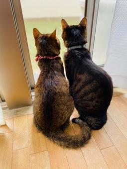 仲良しきょうだい猫 仲良しきょうだい猫 猫,キジトラ,仲良しの写真素材