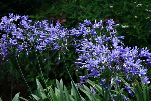 Photo, agapanthus, purple clam, murasaki kunsiran, 