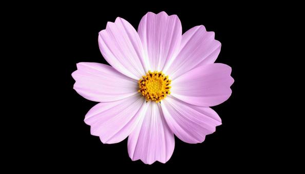 一輪のコスモスの花 一輪のコスモスの花の写真