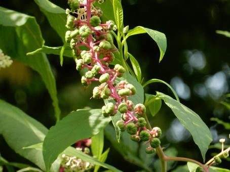【植物写真】ヨウシュヤマゴボウ 【植物写真】ヨウシュヤマゴボウの写真