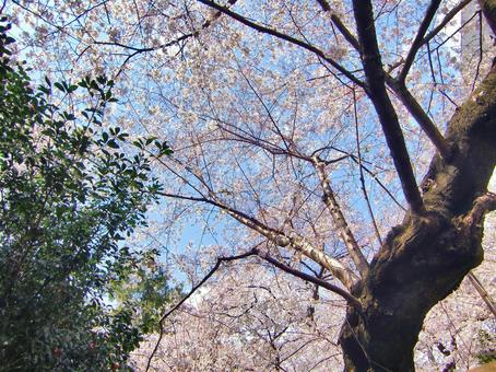 桜の季節-10 桜,木,幹の写真素材