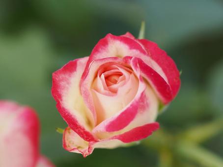 バラ園にてカラフルな薔薇を撮影しました バラ園にてカラフルな薔薇を撮影しましたの写真