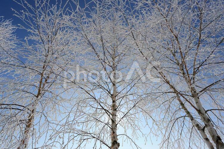 白樺と霧氷 白樺,森,林の写真素材