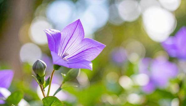 桔梗の花 桔梗の花の写真