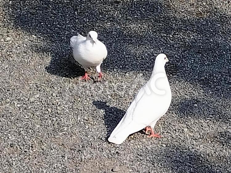 白い鳩　鎌倉の鶴岡八幡宮にて　二羽 白い鳩,鳩,鶴岡八幡宮の写真素材