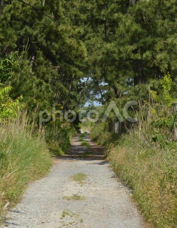 緑に囲まれた小道の風景２ 防風林,防砂林,松の写真素材