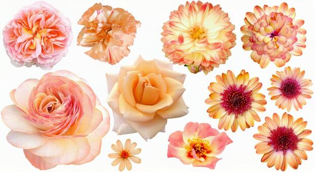 春のオレンジ系花セット2　PSD切抜き アプリコット,ライトオレンジ,オレンジの写真素材
