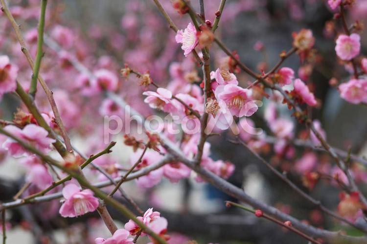 大阪城公園にて美しく咲く梅の花 花,植物,梅の写真素材