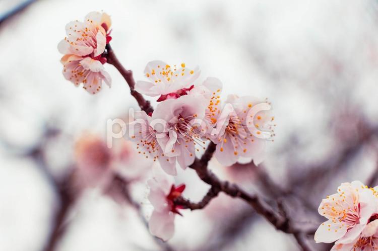 春を感じる早咲の桜 さくら,春,ピンクの写真素材