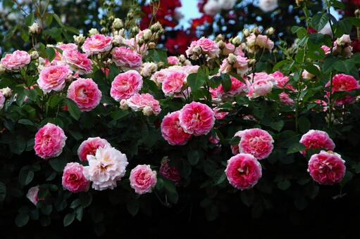 花園 花園の写真