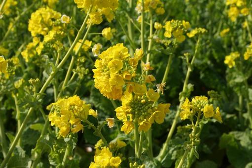 ナノハナ・菜の花　マクロ 草花,ナノハナ,冬春の写真素材