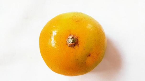 早生みかんひとつ・2 早生みかんひとつ・2の写真