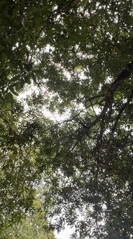 森の木陰 森の木陰の写真