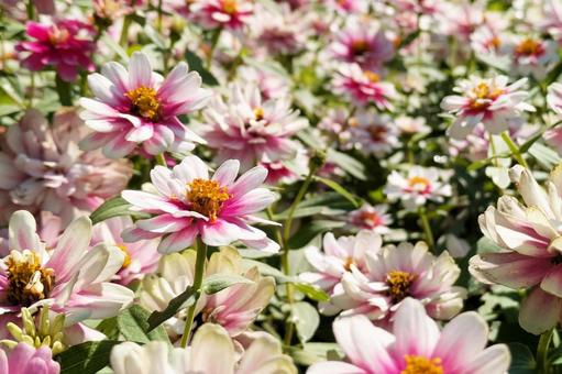 満開のジニア(百日草)の花 ジニア,百日草,花の写真素材