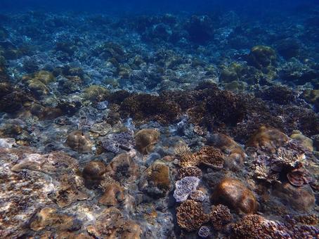 小笠原のシュノーケリング 小笠原,シュノーケリング,シュノーケルの写真素材